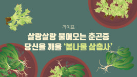 [라이프] 살랑살랑 불어오는 춘곤증…당신을 깨울 ‘봄나물 삼총사’