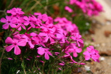 [라이프] 둘레길이 갖춰야 할 조건에 대하여 - 양평 물소리길 2코스