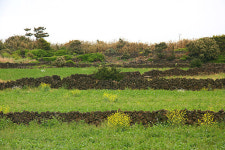 [라이프] 제주도의 삶과 문화를 배우다 - 제주올레길 21코스 ①