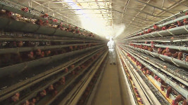 부산 기장군도 AI 양성 반응…전국 확산 비상