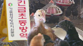 폐사 사실 신고 안 한 AI 발원지 군산 오골계 농장주 고발돼