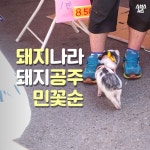 [스브스뉴스] 정육점에서 키우는 아기 돼지 꽃순이…숨은 사연은?