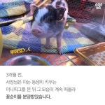 [스브스뉴스] 정육점에서 키우는 아기 돼지 꽃순이…숨은 사연은?