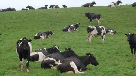 자동차로 소떼 몰았다가…뉴질랜드 목장주 벌금 300만 원