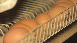 살충제 계란 추가 적발…09지현·08신선농장 섭취 안 돼