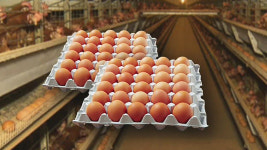 일파만파 번지는 살충제 계란 파문…사실상 전국에서 검출