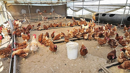 방목형 김제 산란계 농장서도 살충제 검출…인근 논 유입 추정