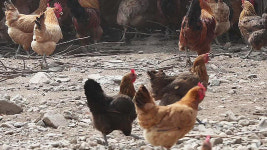 닭·달걀 이어 흙에서도…영천·경산 농장서 DDT 검출