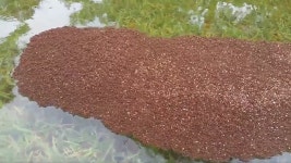 美 불개미떼의 하비 생존전략은 뗏목같은 부유체 만들기