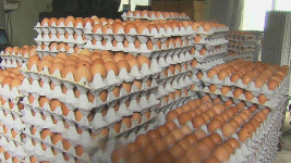 살충제 적합 농장서 생산된 달걀서도 농약 24배까지 검출