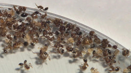 정부, 붉은 불개미 사멸 잠정 결론…여왕개미도 죽은 듯