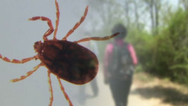남양주 80대 부인 사망·남편 중태…살인 진드기 의심