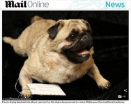 [뉴스pick] 영원히 함께하자…세상 떠난 반려동물 못 잊어 영구 박제하는 사람들