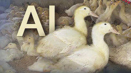 AI 발생농장 오리 분양받은 농장서 항원 검출…수평감염 현실화