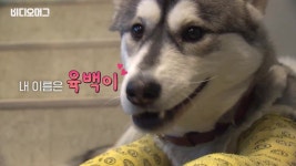 [취재파일] 육백이의 새 가족이 되실 분을 찾습니다