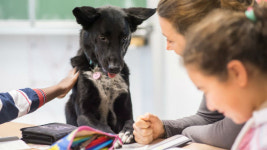 [뉴스pick] 수업 조교로 등장한 네 발 달린 친구…차분한 교실의 비결 눈길