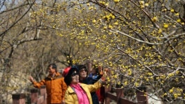 [슬라이드 포토] 산수유꽃길 걸어요…성큼 다가온 지리산의 봄
