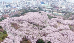 [슬라이드 포토] 부산 황령산 벚꽃 만개…달콤한 봄 풍경