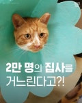 [스브스뉴스] 2만 명의 집사를 거느린댜옹…국민대에 모인 고양이들