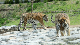 숲에서 뛰노는 백두산 호랑이 본다…국립백두대간수목원 개원