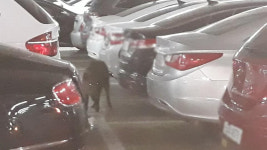 청주 도심에 멧돼지 2마리 출몰…소방관 1명 다쳐