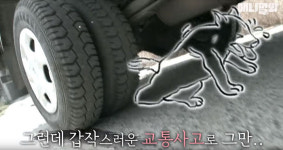 [영상pick] 분명 심장이 멈췄었는데…매장 4일 만에 살아 나타난 반려견