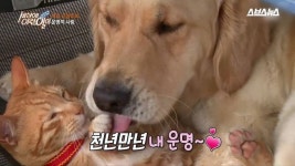 [스브스뉴스] 사랑에 빠진 개와 고양이가 있다?