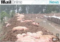 [뉴스pick] 홍수에 떠내려가는 돼지…등에 업고 구조에 나선 시민들