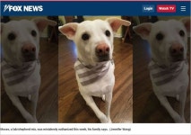 [뉴스pick] 주인 있는 반려견 실수로 안락사시킨 동물보호소 논란