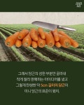 [스브스뉴스] 품종개량 아니고 발명품이다!…미니당근의 비밀