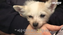 순돌이모바일동 | [스브스타] "추정 나이 27살"…하늘나라로 떠난 '장수견' 순돌이
