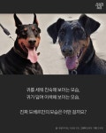 [스브스뉴스] 인간의 욕심이 자른 도베르만의 귀
