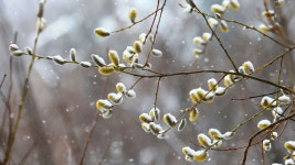 겨울로 돌아간 한계령…봄꽃 위 내려앉은 눈 이불