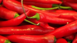 고추 매운 성분 캡사이신, 폐암 전이 억제