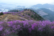 [라이프] 진달래, 마음을 낚다 - 여수 영취산(靈鷲山)
