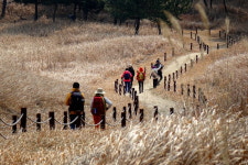 [라이프] 사막을 건너다 - 바라길, 신두리 사구 ①