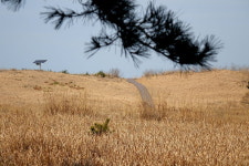 [라이프] 사막을 건너다 - 바라길, 신두리 사구 ①