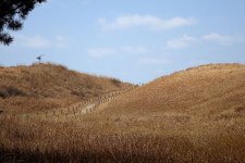 [라이프] 사막을 건너다 - 바라길, 신두리 사구 ①