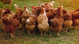 [인-잇] 사람을 위한 동물복지