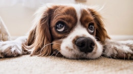 [인-잇] 강아지 주민등록증 만들어주셨나요?