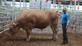 음성 농장서 몸무게 1천261kg 슈퍼 한우 출하