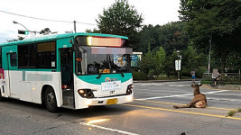 농장 탈출한 사슴, 시내버스와 충돌…소방대 구조