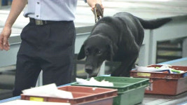 은퇴 탐지견 실험용 넘긴 검역본부 관련자 경고