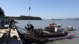 동해 대방어 풍어, 한대성 곰치는 금치…이상고온 바닷속 뒤숭숭