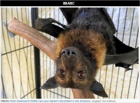 [Pick] 도심 하늘 뒤덮은 까만 점…대형 박쥐 떼 출몰에 호주 주민 덜덜