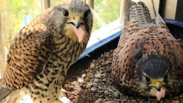 베란다서 낳은 알들이 하나씩…황조롱이 가족의 탄생