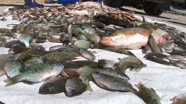 저수지에 씨 마른 토종어…생태 교란종만 득실득실