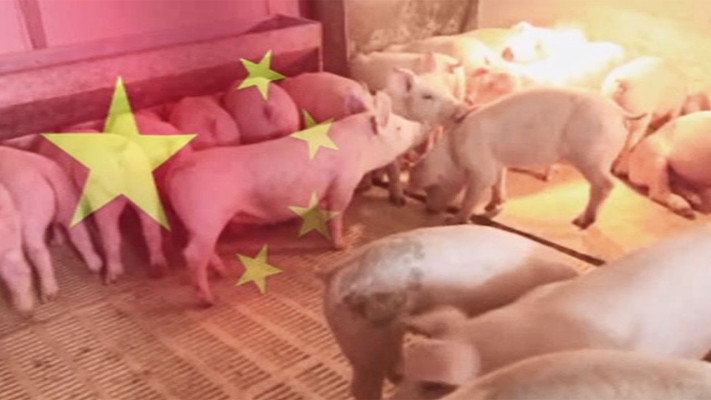 '인간 전염' 신종 돼지독감 바이러스, 중국서 발견 | 포토뉴스