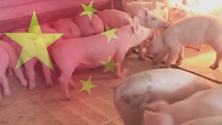 인간도 감염되는 돼지독감, '대유행 요소' 다 갖췄다 | 포토뉴스