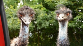 [Pick] 진상 손님 OUT…호주 식당 출입 금지당한 거대 조류